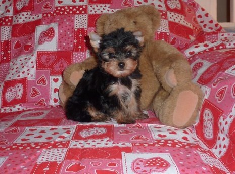 VAL,VAL,VALETINE DAYS FREE GIFT TEAUP YORKIE PUPPIES