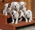 bulldog puppies for free adoption