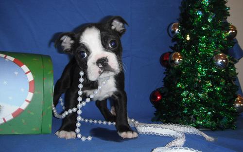 Boston Terrier Puppies For Sale