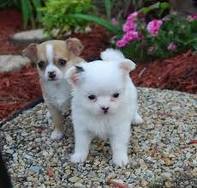 Adorable chihuahua puppies