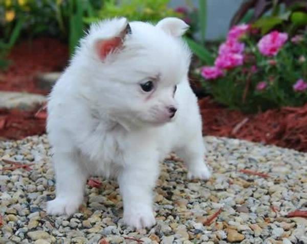 Tiny Teeacup chihuahua puppies...