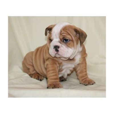 English Bulldog puppies for adoption