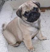 Two Cute Pug  Puppies for Free Adoption