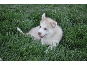 Beautiful AKC siberian husky puppies for sale