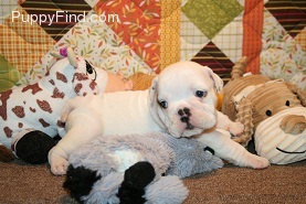 gorgeous english bulldog for free adoption