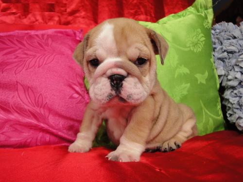 gorgeous english bulldog puppy for adoption