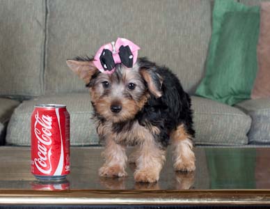 love pure cute yorkie puppies willing to be with a good and a new home