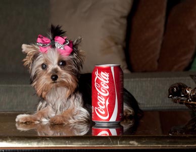 charming yorkie puppy for adoption