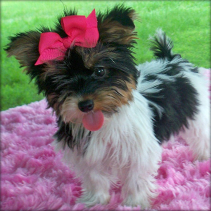 magnificent yorkie puppy for free adoption