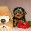 Male and Female Yorkie Puppies For Valentine's Day