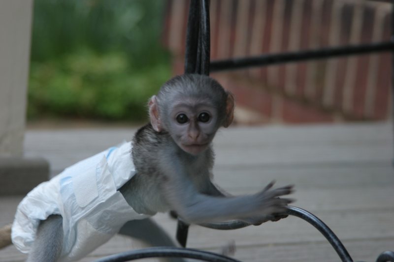 friendly home raise baby capuchin monkeys