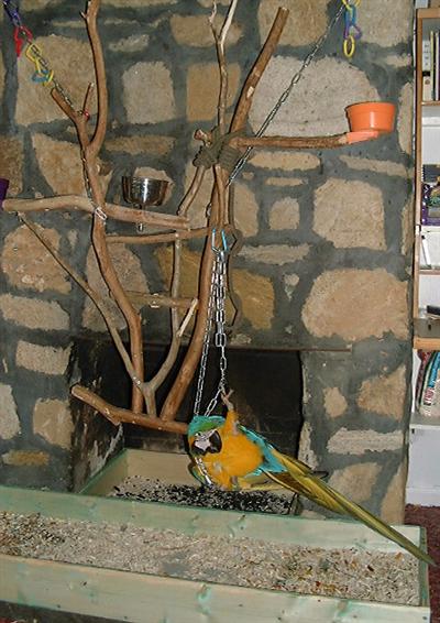 Hand raised and well tame catalina and scarlet macaw