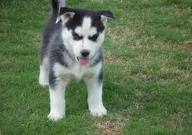 Cute and Adorable Siberian Husky Puppies For Free Adoption