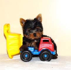 Exellent Teacup Yorkie puppies for free adoption