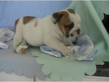 Cute Andorable English BullDog Puppies For Sale