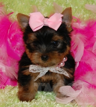 Healthy and Adorable Yorkie Puppies