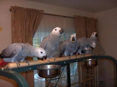 Talkative African Grey Parrot For Rehoming