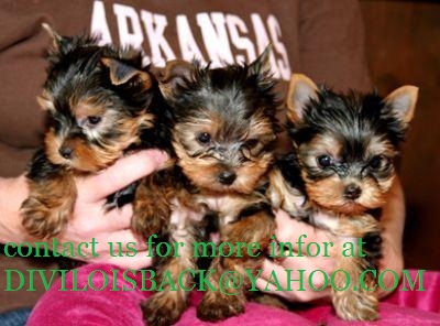 Teacup Yorkshire Terrier For adoption(mariababy36@ymail.com)