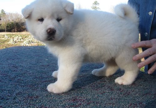 Healthy Akita Puppys