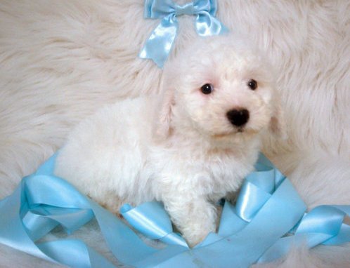 Affcetionate Bichon Frise Puppies