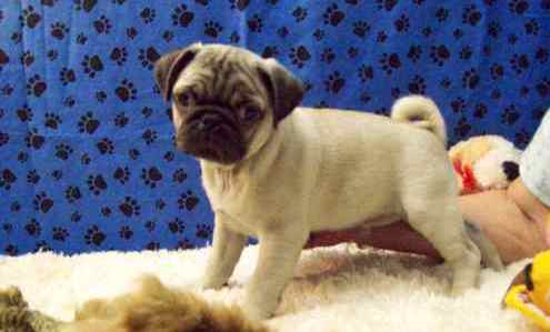 Fawn And Black Pug Puppys