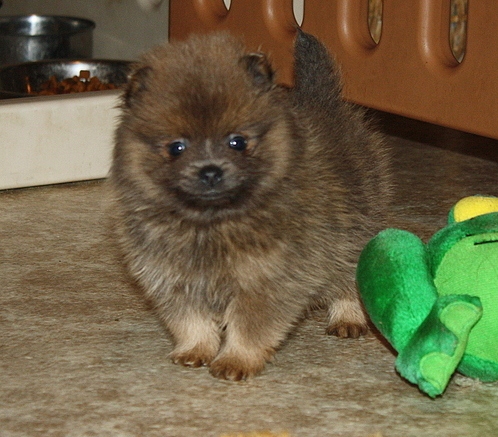 Pomeranian Puppys