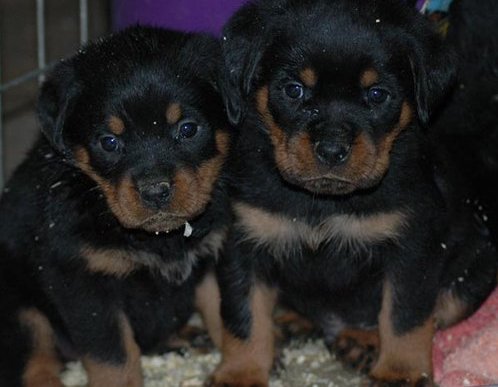 Ready To Go Rottweiler