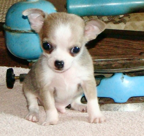 Lovely Chihuahua Puppys