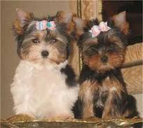 Registered Teacup yorkie puppies available