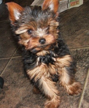 Ounstanding Teacup Yorkie Puppies Ready to go now.