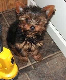 2 Teacup Yorkie Puppies for Adoption