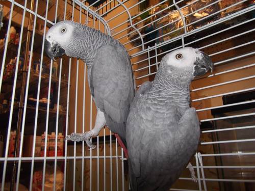 Very talkative  intelligent pair of african greys for free adoption