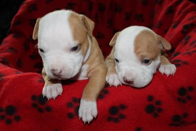 pit bull dog puppies for adoption