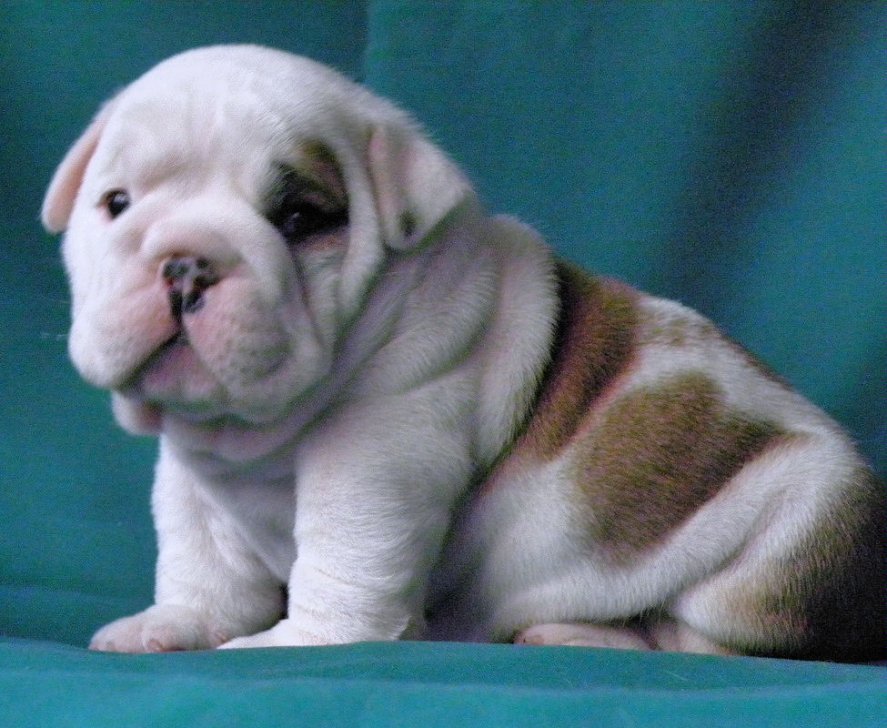 Amazing English Bulldog Puppies