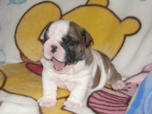 Affectionate English Bull  puppies