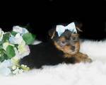 TWO GORGEOUS YORKIE PUPPIES FOR GOOD HOMES.