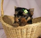 Adorable Teacup yorkie puppies for free home adoption