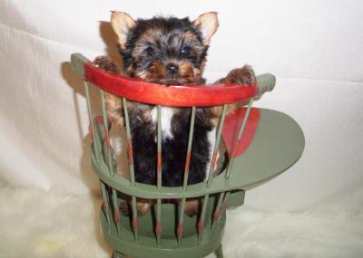 ***yorkie puppies for Adoption***