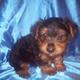 Doll Face T-Cup Yorkie Pups For Free Adoption