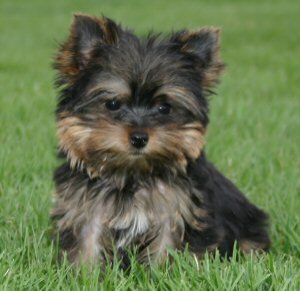 AKC Reg Yorkie Puppies Available.