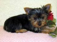 Male and Female Yorkie puppies to go now