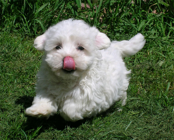 cute male and female maltese puppies for free addoption