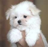 maltese puppy for free adoption