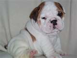 cute english bulldog puppies for adoption