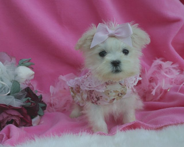 cute and outstanding maltese puppies for adoption