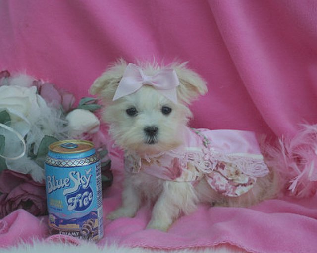 maltese babies 13 weeks old available