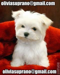 Maltese  Puppies For  Caring Home.