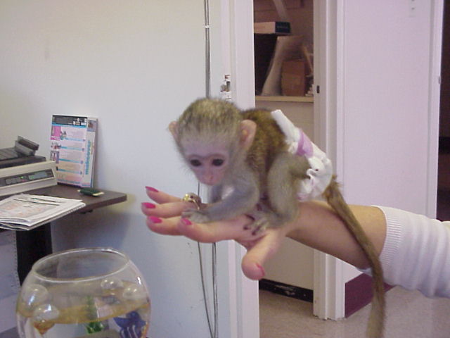 Lovely capuchin monkeys for sale.we are home breeders of capuchin