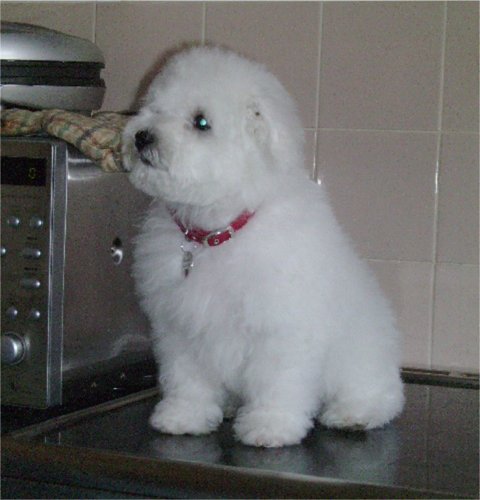 Beautiful Bichon Frise puppies