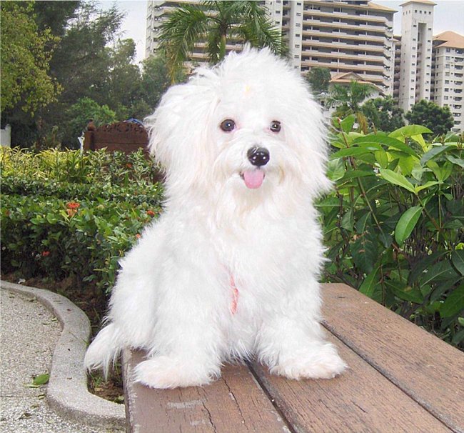 maltese puppies for sale